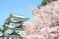 名古屋城に行きませんか🥰？？