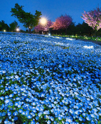 【期間限定】 都内でネモフィラが見れる！！🌼🤍「花と光のムーブメント」ネモフィラのライトアップを見に行こう🌷♡