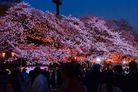 【20代限定/25歳以下割引🌆】上野公園でカジュアルに花見を楽しもう🌸