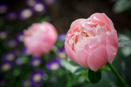 【早割中】ぼたん祭りに行こう〜😺😺😺