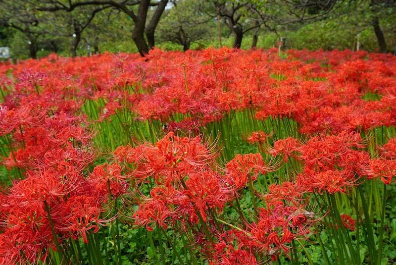 【早割中】曼珠沙華まつりに行こう！30万株のヒガンバナが見れちゃいます🎀🎀🎀