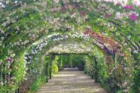 【横浜イングリッシュガーデン】春の花々に囲まれる特別な一日を楽しもう🌸🌿