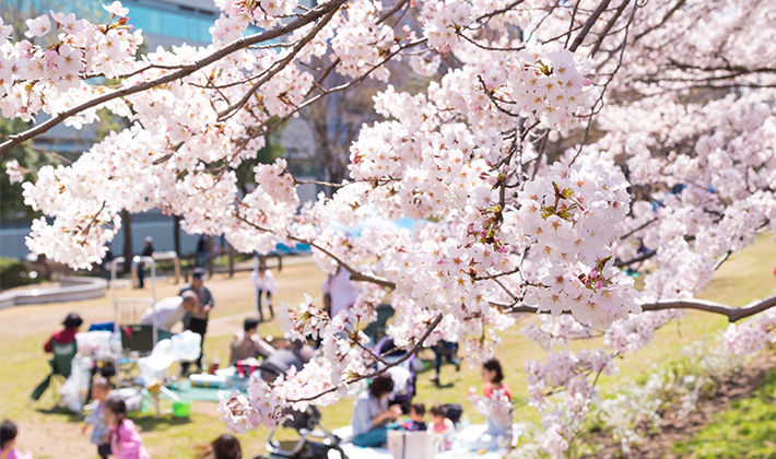4/6王子公園食べて飲んでのお花見会