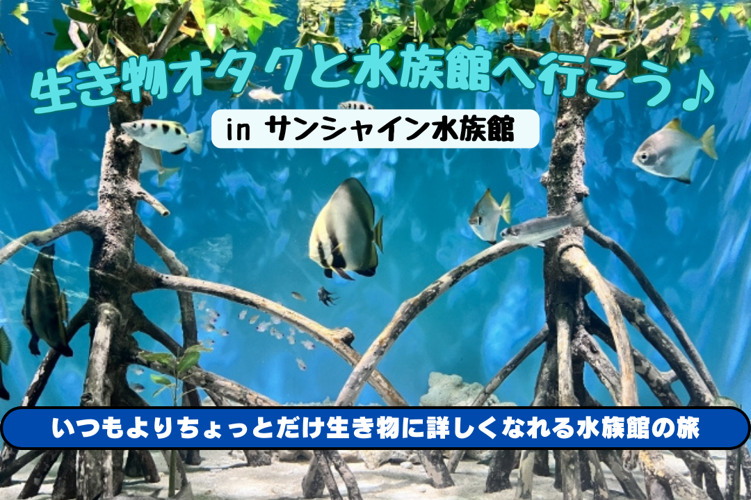 【水族館好き必見👀】生き物オタクと巡るサンシャイン水族館🐧  いつもとは違う水族館の旅✨