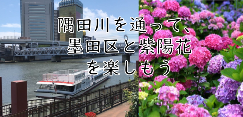 【隅田川を通って行こう】墨田区と紫陽花を楽しもう（説明・解説有）