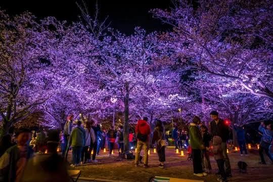 4月5日　土　花見🌸梅田隣の扇町公園