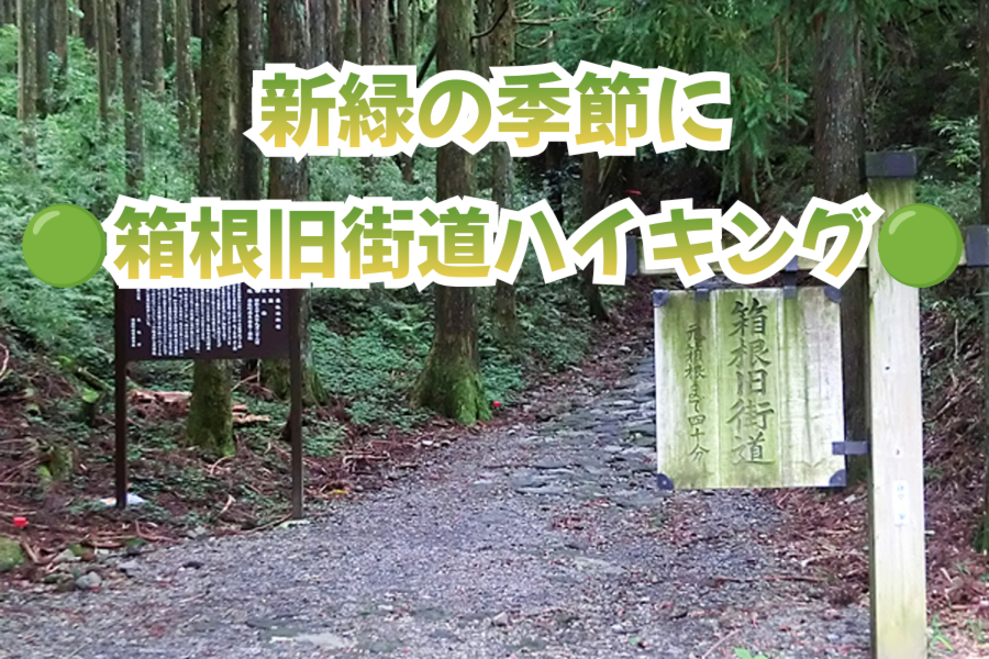 【箱根旧街道ハイキング】歴史と自然を満喫する特別な一日🌿✨
