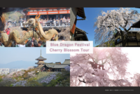 【京都観光 × 国際交流🌏】 清水寺 青龍会: 18mの青龍🐉 & 桜と神社仏閣巡り🌸
