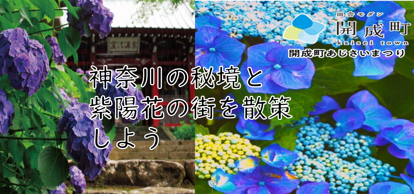 【秘境のような山寺と紫陽花の街】大雄山（電車+山寺）とあじさいの街へ行こう（説明・解説有り）