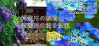 【秘境のような山寺と紫陽花の街】大雄山（電車+山寺）とあじさいの街へ行こう（説明・解説有り）