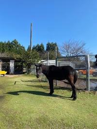 ダミーイベントなので無視してください🐴