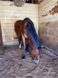 中山グランドジャンプを観に行く会🐴💕