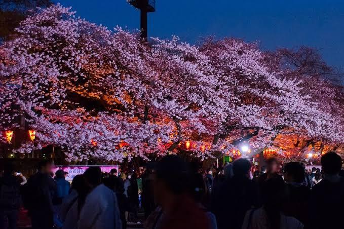 【20代限定/25歳以下割引🌆】上野公園でカジュアルに花見を楽しもう🌸【第2回】