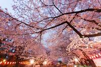 🌸夜のお花見会🌸夜桜を見ながらみんなで乾杯しましょう🍻🍻