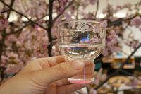 平和にお酒を楽しむ会🍶【夜桜花見の日本酒会☆】春香る日本酒とおしゃべり♪