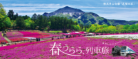 ⛰️芝桜最終日秩父🌸芝桜羊山公園】🌲春の花絨毯で心躍る日帰り遠足🌸🚶