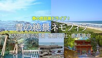 春の鹿島ドライブ！青の絶景ネモフィラ　ひたち海浜公園・磯前神社・鹿島神宮・香取神宮