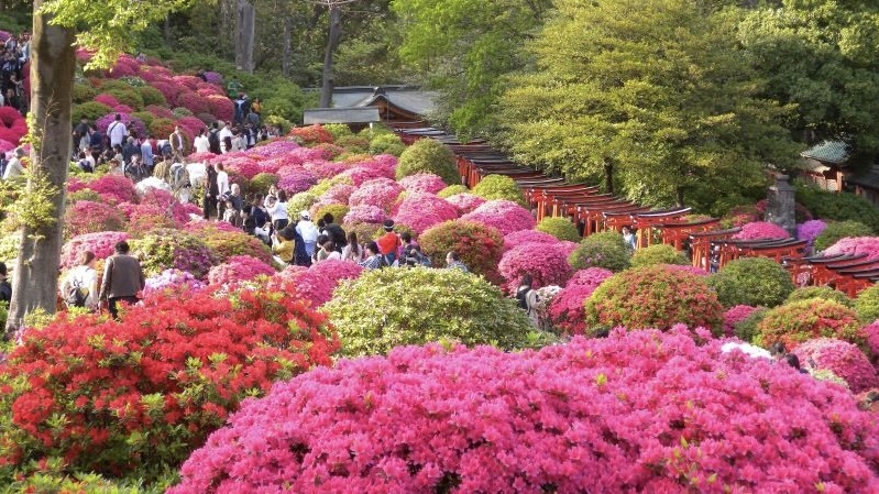 着物で👘和空間散歩 【根津神社〜谷中銀座】春の寺社＆つつじ鑑賞と下町散歩🎵