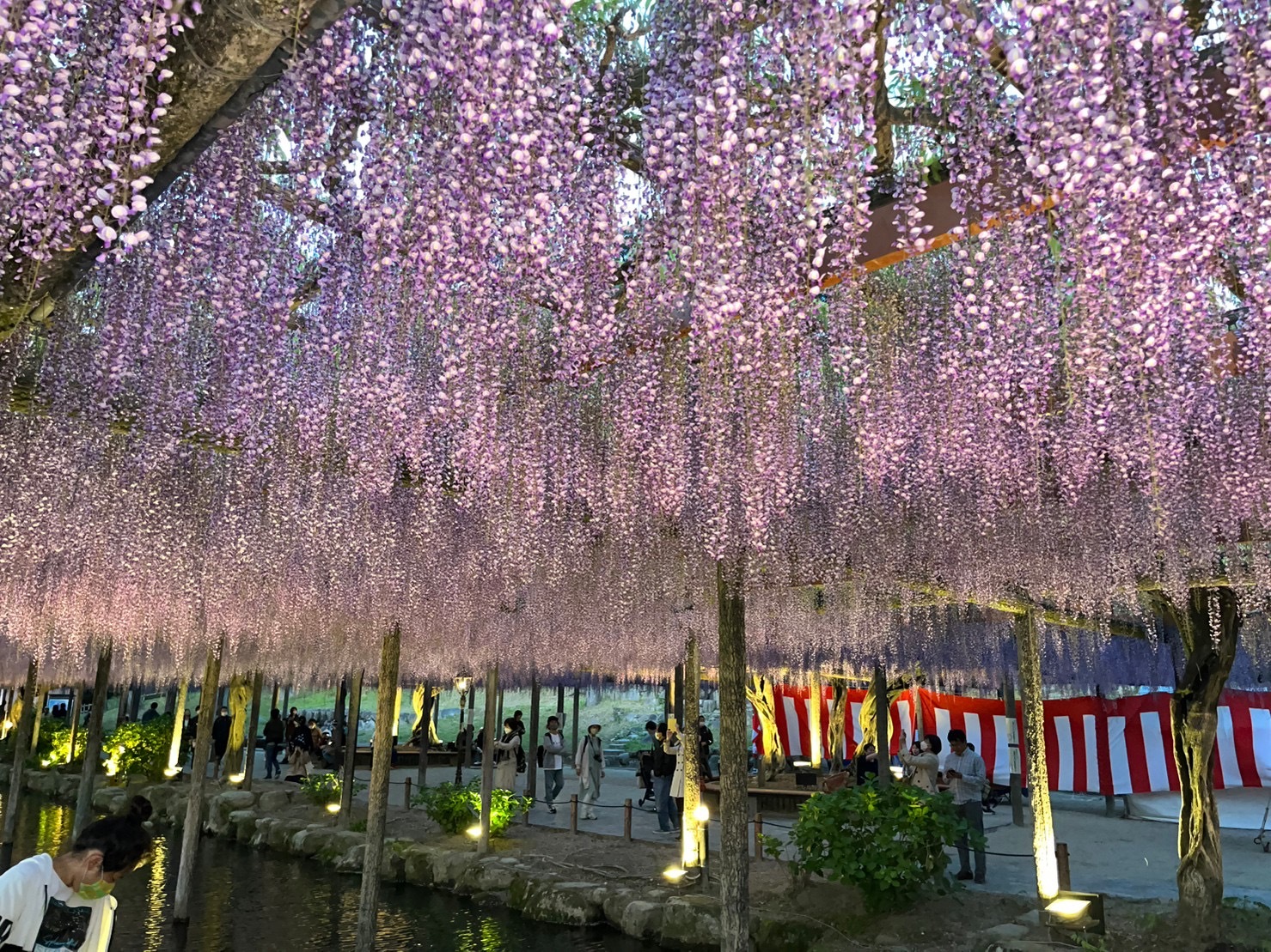 【愛知 天王川公園】藤まつり撮影会で春を満喫しよう！