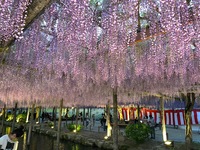 【愛知 天王川公園】藤まつり撮影会で春を満喫しよう！