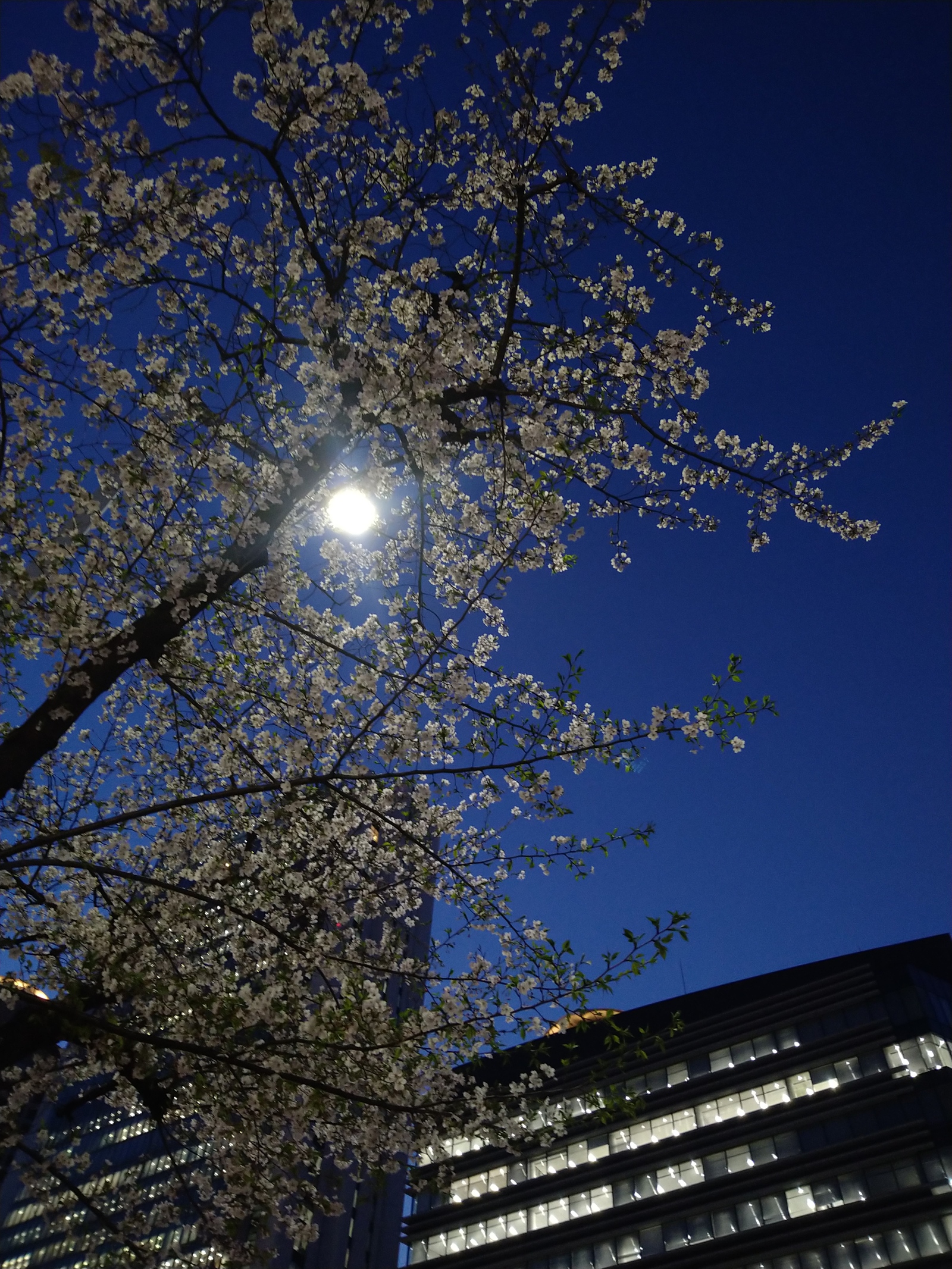 4/6 公園で夜桜お花見🌸✨