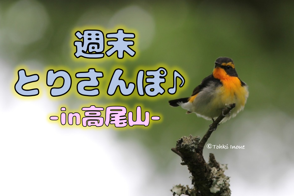 週末とりさんぽ♪ ●in高尾山●