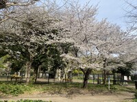 【日比谷公園】朝さんぽ と カフェトーク🚶🏻