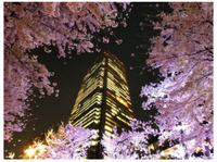 [参加費無料]東京ミッドタウンの夜桜を巡り巡る