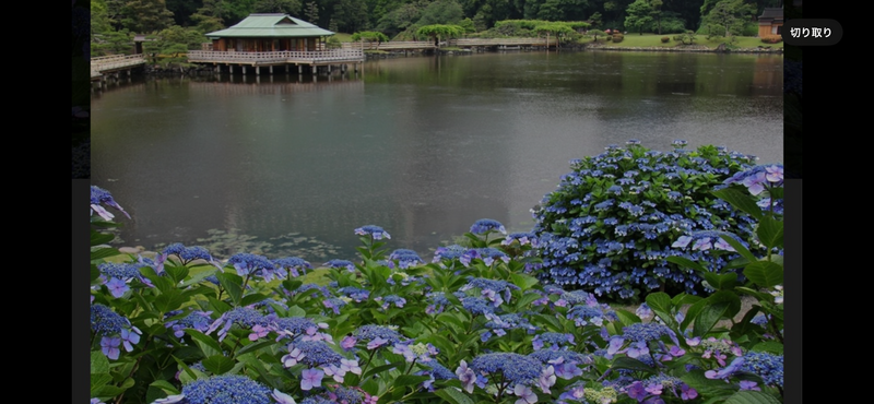 📷カメラで撮影浜離宮庭園で紫陽花行こう🪻