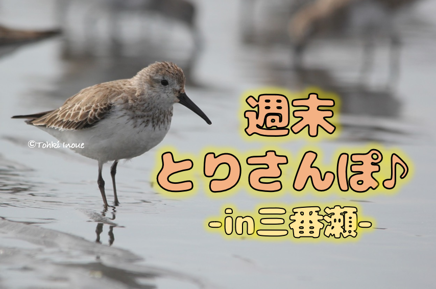 週末とりさんぽ♪ ●in三番瀬●