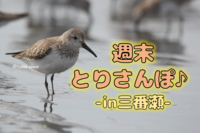 週末とりさんぽ♪ ●in三番瀬●