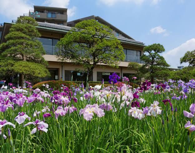 【早割中】花菖蒲を見にいこう🌸