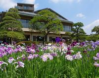 【早割中】花菖蒲を見にいこう🌸