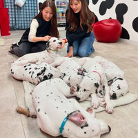 【女性2名主催/早割中】オープンしたばかりのダルメシアンカフェ🐶🐶💫に行こう〜🌈🌈20代30代限定