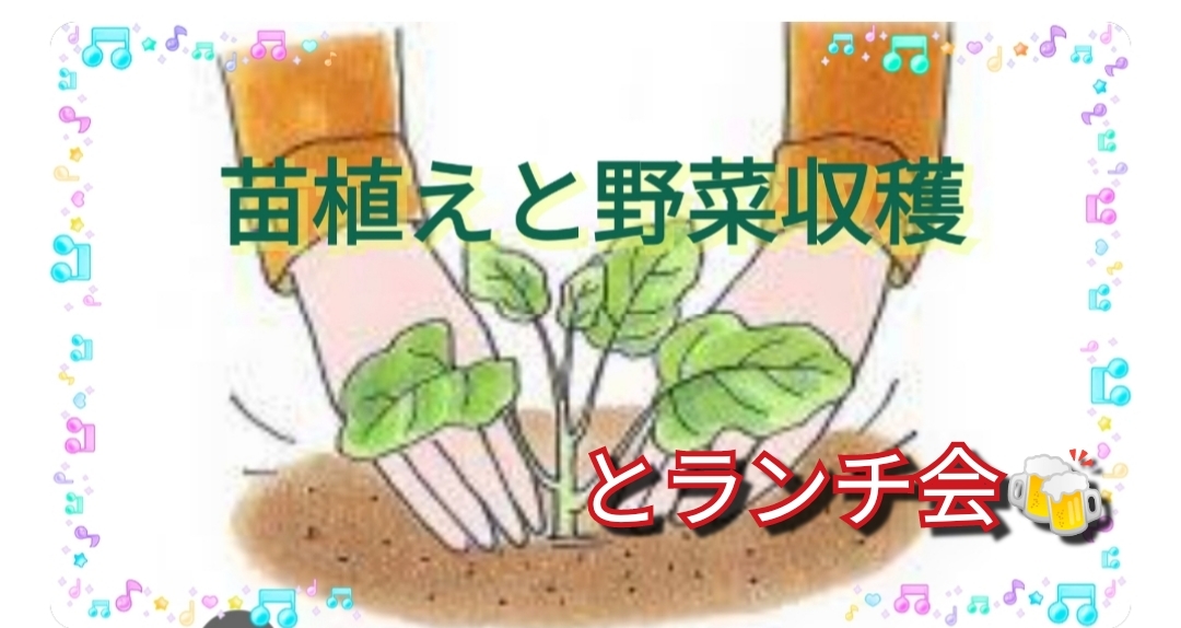 【40〜50代】さつまいもの苗植え体験🌿11月さつまいも掘り参加特典あり👍
