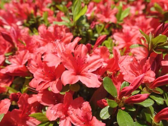 【女性主催】六義園に行こう！つつじが見頃🌺🍎🎀