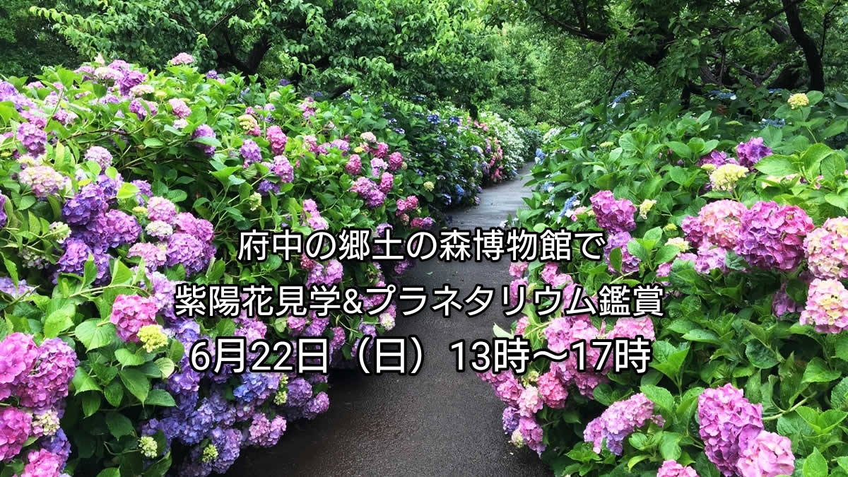 【30代中盤〜40代中心】府中の郷土の森博物館で紫陽花見学&プラネタリウム鑑賞