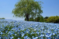 【昭和記念公園】ネモフィラの青い海で心躍る春のひととき🌸✨【20代30代限定】