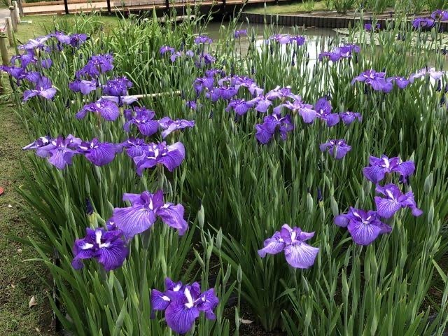 【堀切菖蒲園】20代30代限定！菖蒲の美しさを満喫しよう🌸