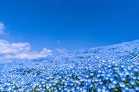 【女性主催】みんなでネモフィラを観に行こう♪【舎人公園】