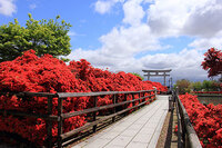 古都・長岡京歴史めぐりとツツジを堪能しよう！