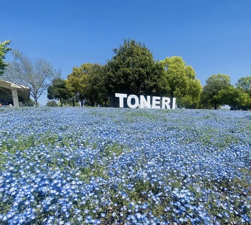 👘舎人公園👘青いお花の絨毯！着物でフォトジェニック写真！