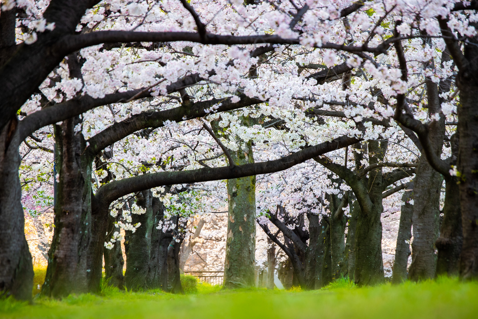 【大阪城】桜景色でフォトウォークしてみませんか？🌸📸