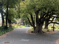 【日比谷公園】朝さんぽ と カフェトーク🚶🏻