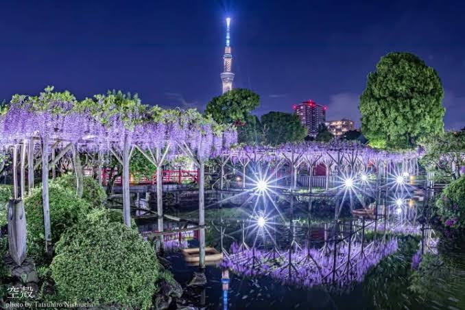 【早割中】藤のライトアップを見に行こう🌸