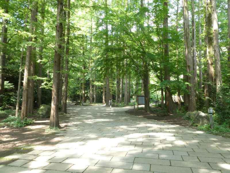 生田緑地で森林浴しよう (2025夏の部①)