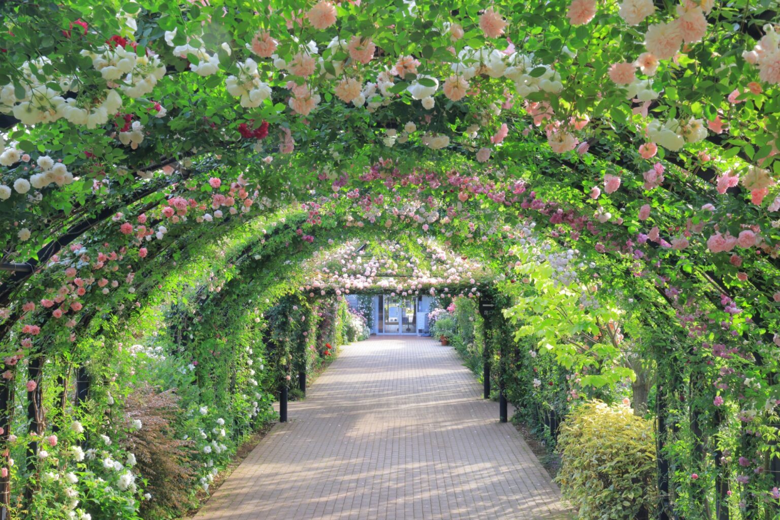 【横浜イングリッシュガーデン】バラに囲まれた着物写真を撮ろう🌹