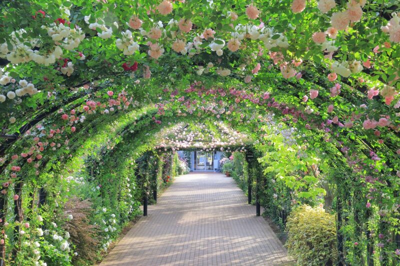 【横浜イングリッシュガーデン】バラに囲まれた着物写真を撮ろう🌹
