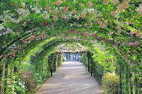 【横浜イングリッシュガーデン】バラに囲まれた着物写真を撮ろう🌹
