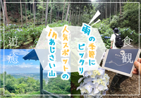 【先着早割あり】紫陽花が咲き誇る南沢あじさい山でハイキングを楽しもう！